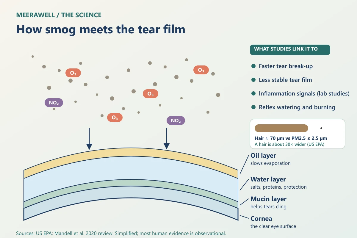 Diagram of the tear film's oil, water and mucin layers on the cornea, with fine particles and ozone landing on it, and a size comparison showing a human hair about 30 times wider than the largest PM2.5 particle.
